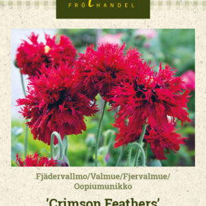 Oopiumunikko 'Crimson Feathers'