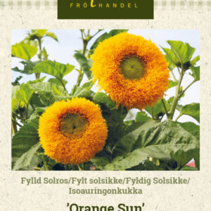 Isoauringonkukka 'Orange Sun'