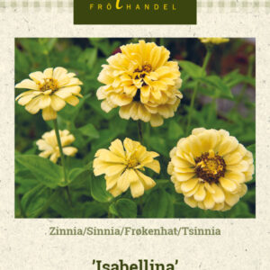 Tsinnia 'Isabellina'