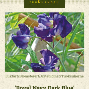 Tuoksuherne 'Royal Navy Dark Blue'