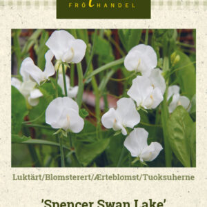 Tuoksuherne 'Spencer Swan Lake'