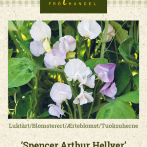 Tuoksuherne 'Spencer Arthur Hellyer'