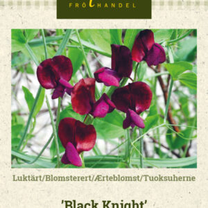 Tuoksuherne 'Black Knight'