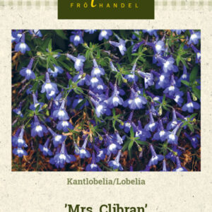 Lobelia 'Mrs. Clibran'