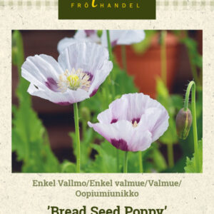 Oopiumiunikko 'Bread Seed Poppy'