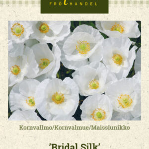 Silkkiunikko 'Bridal Silk'