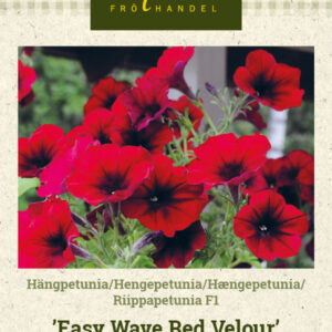 Riippapetunia F1 'Easy Wave Red Velour'