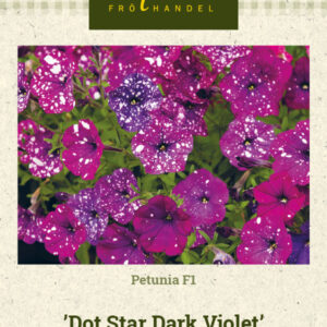 Petunia F1 'Dot Star Dark Violet'