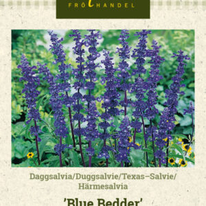 Härmesalvia 'Blue Bedder'