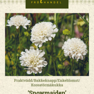 Koreatörmäkukka 'Snowmaiden'