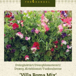 Tuoksuherne 'Villa Roma Mix'