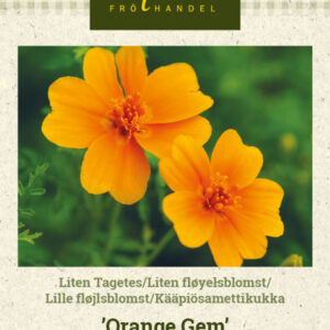 Kääpiösamettikukka 'Orange Gem'