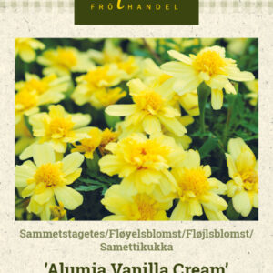 Samettikukka 'Alumia Vanilla Cream'