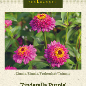 Tsinnia 'Zinderella Purple'