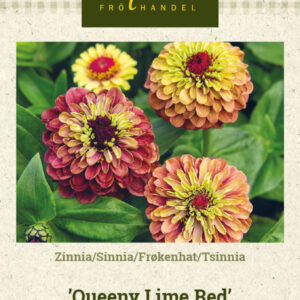 Tsinnia 'Queeny Lime Red'