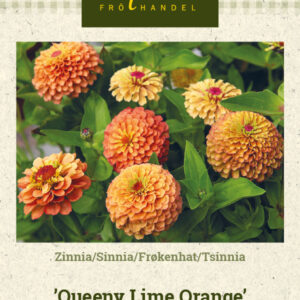 Tsinnia 'Queeny Lime Orange'