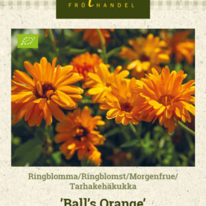 Tarhakehäkukka 'Ball's Orange'