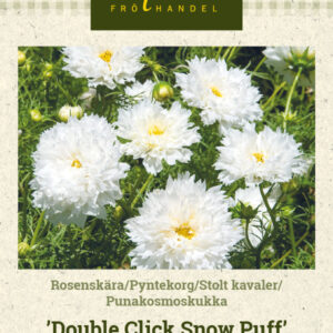 Punakosmoskukka 'Double Click Snow Puff'