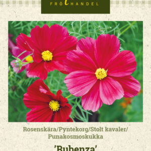 Punakosmoskukka 'Rubenza'