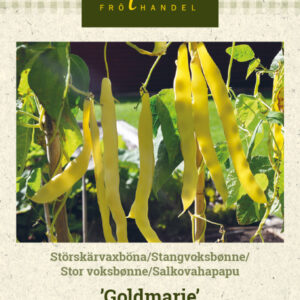 Salkovahapapu 'Goldmarie'