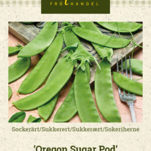 Sokeriherne 'Oregon Sugar Pod'