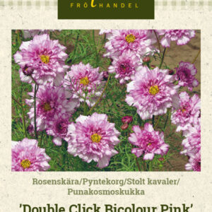 Punakosmoskukka 'Double Click Bicolour Pink'