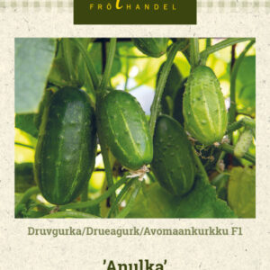 Avomaankurkku F1 'Anulka'