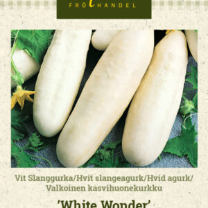 Valkoinen kasvihuonekurkku 'White Wonder'