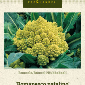 Kukkakaali 'Romanesco natalino'