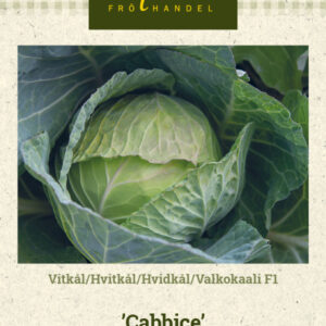 Valkokaali F1 'Cabbice'