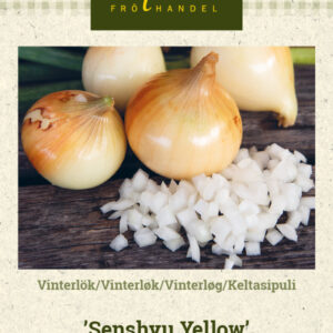 Keltasipuli 'Senshyu Yellow'