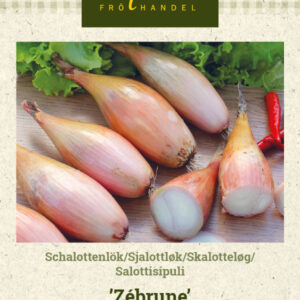 Salottisipuli 'Zébrune'