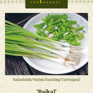 Talvisipuli 'Bajkal'