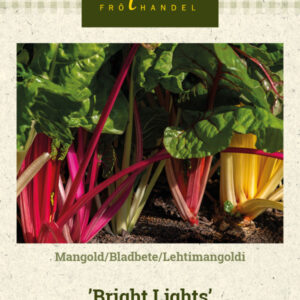 Lehtimangoldi 'Bright Lights'