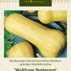 Myskikurpitsa 'Waltham Butternut'