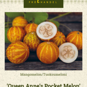 Tuoksumeloni 'Queen Anne's Pocket Melon'