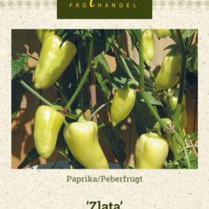 Paprika 'Zlata'