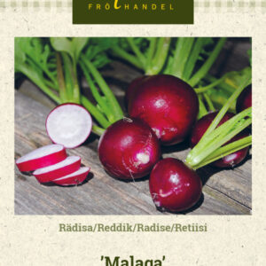 Retiisi 'Malaga'