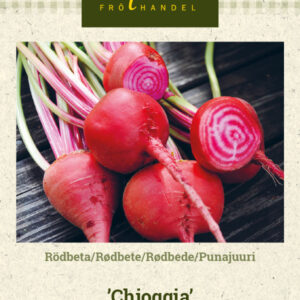 Punajuuri 'Chioggia'