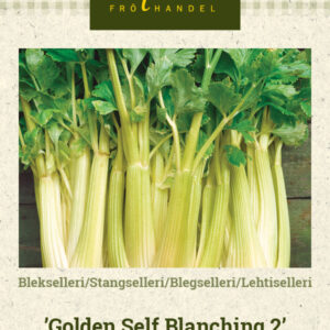 Lehtiselleri 'Golden Self Blanching 2'