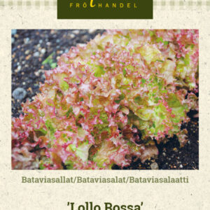 Bataviasalaatti 'Lollo Rossa'