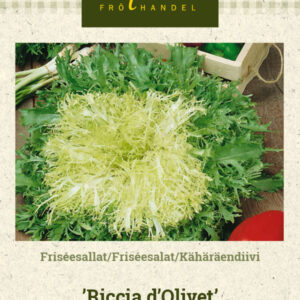 Kähäräendiivi 'Riccia d'Olivet'