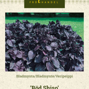 Veripeippi 'Röd Shiso'