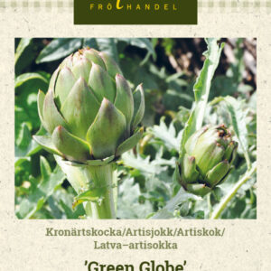 Latva-artisokka 'Green Globe'