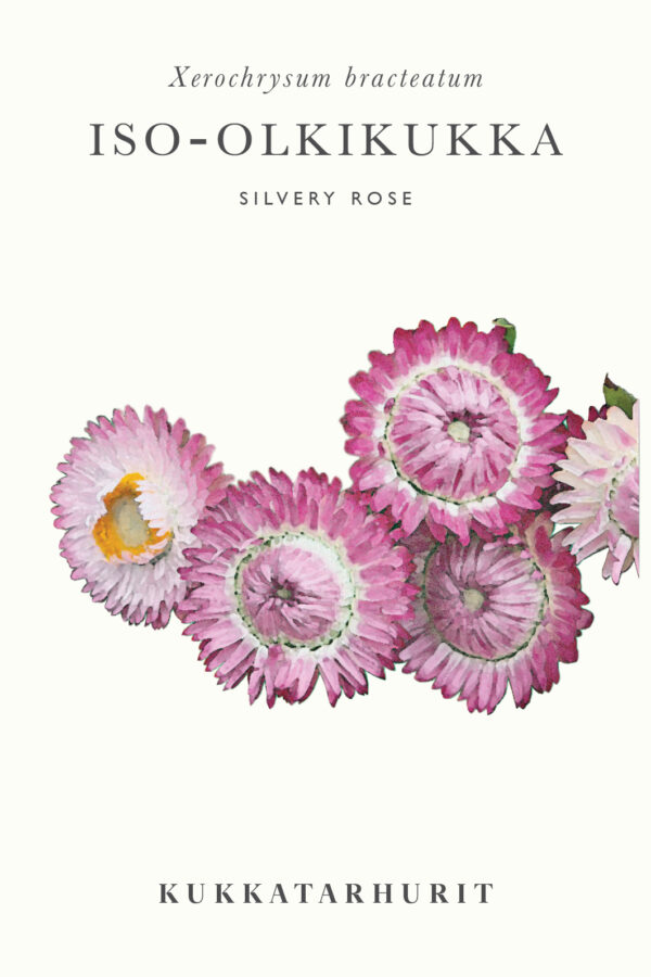 Iso-olkikukka 'Silver Rose'