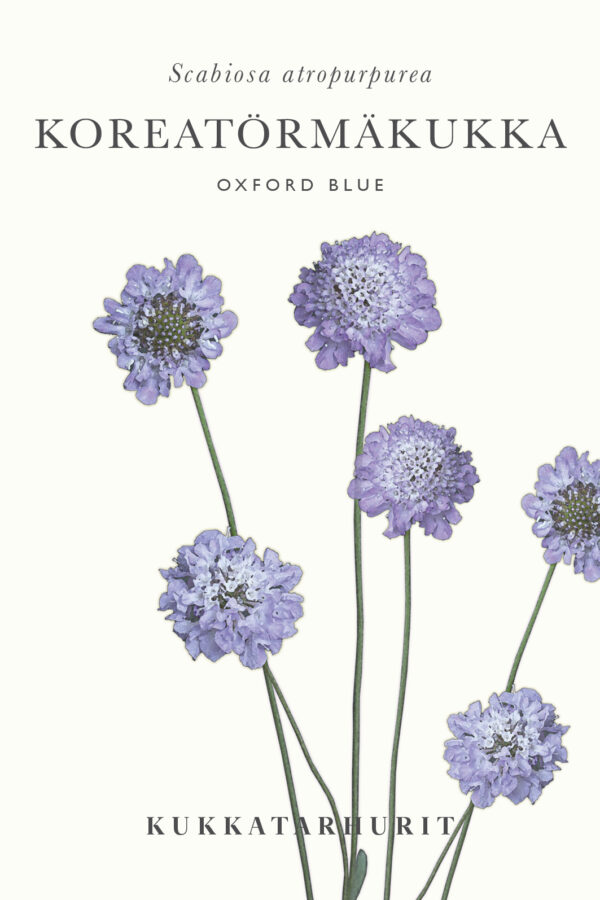 Koreatörmäkukka 'Oxford Blue'