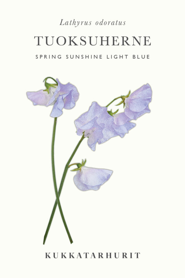 Tuoksuherne 'Spring Sunshine Light Blue'