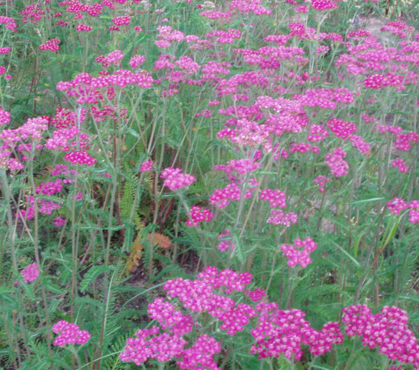 Punakärsämö 'Lilac Beauty'; Juurakko