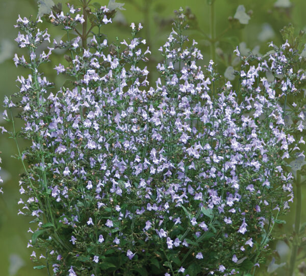 Kivikkokäenminttu 'Marvelette Blue'; At,p9,Ul