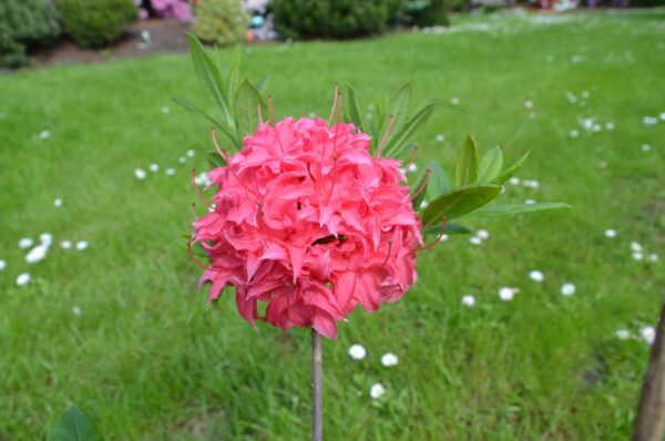 Puistoatsalea 'Homebush'; At,2L,Ul